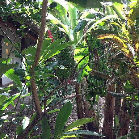Portal De La Marquesa Hotell Mompos Exteriör bild Ginger plants